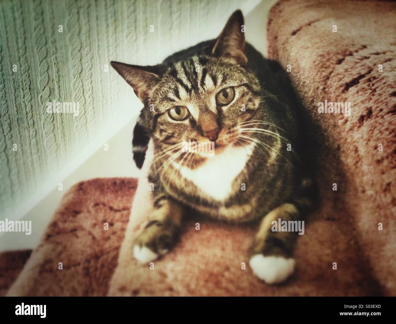 Domestic tabby cat portrait Stock Photo - Alamy