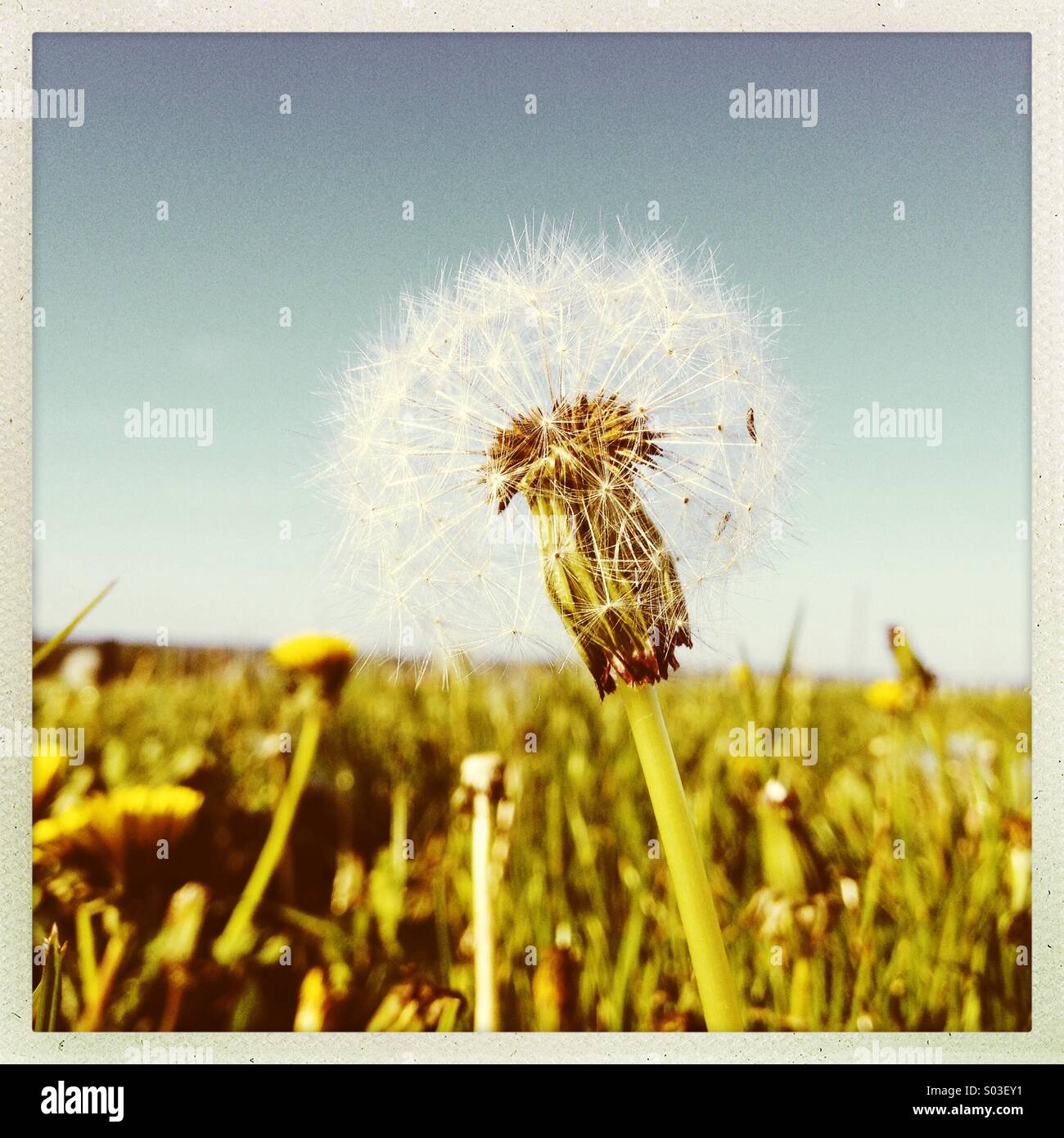 Dandelion spring morning - Smartphone Captured Stock Image