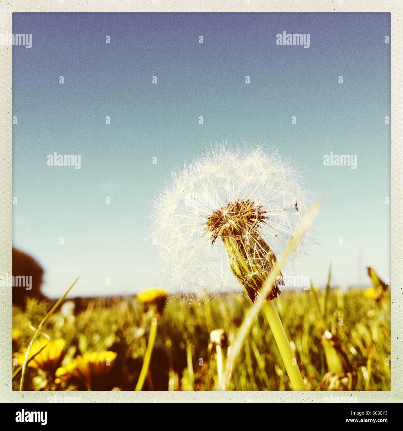 Dandelion and grass on a spring morning - Smartphone Captured Stock Image