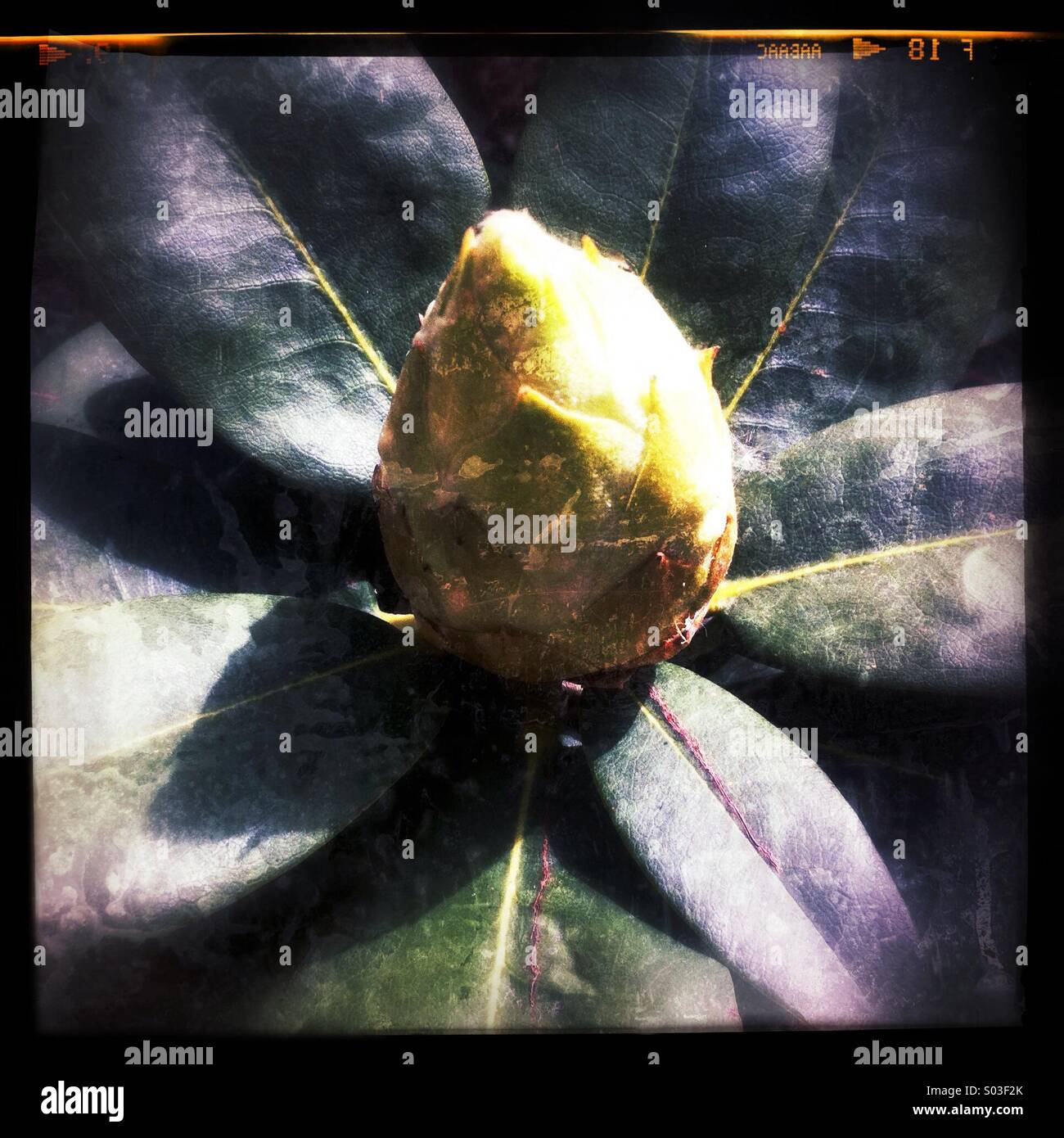 Rhododendron flower bud - Smartphone Captured Stock Image