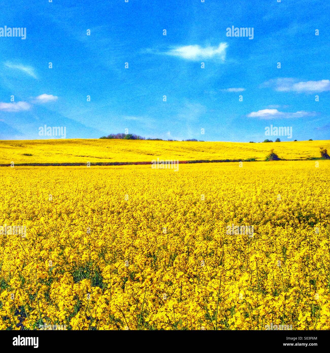 Oil seed rape crop in a field Stock Photo - Alamy