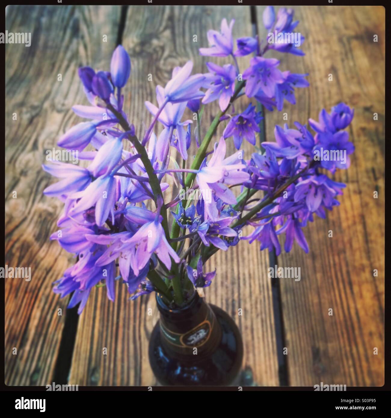 Blue bells table beer wood - Smartphone Captured Stock Image