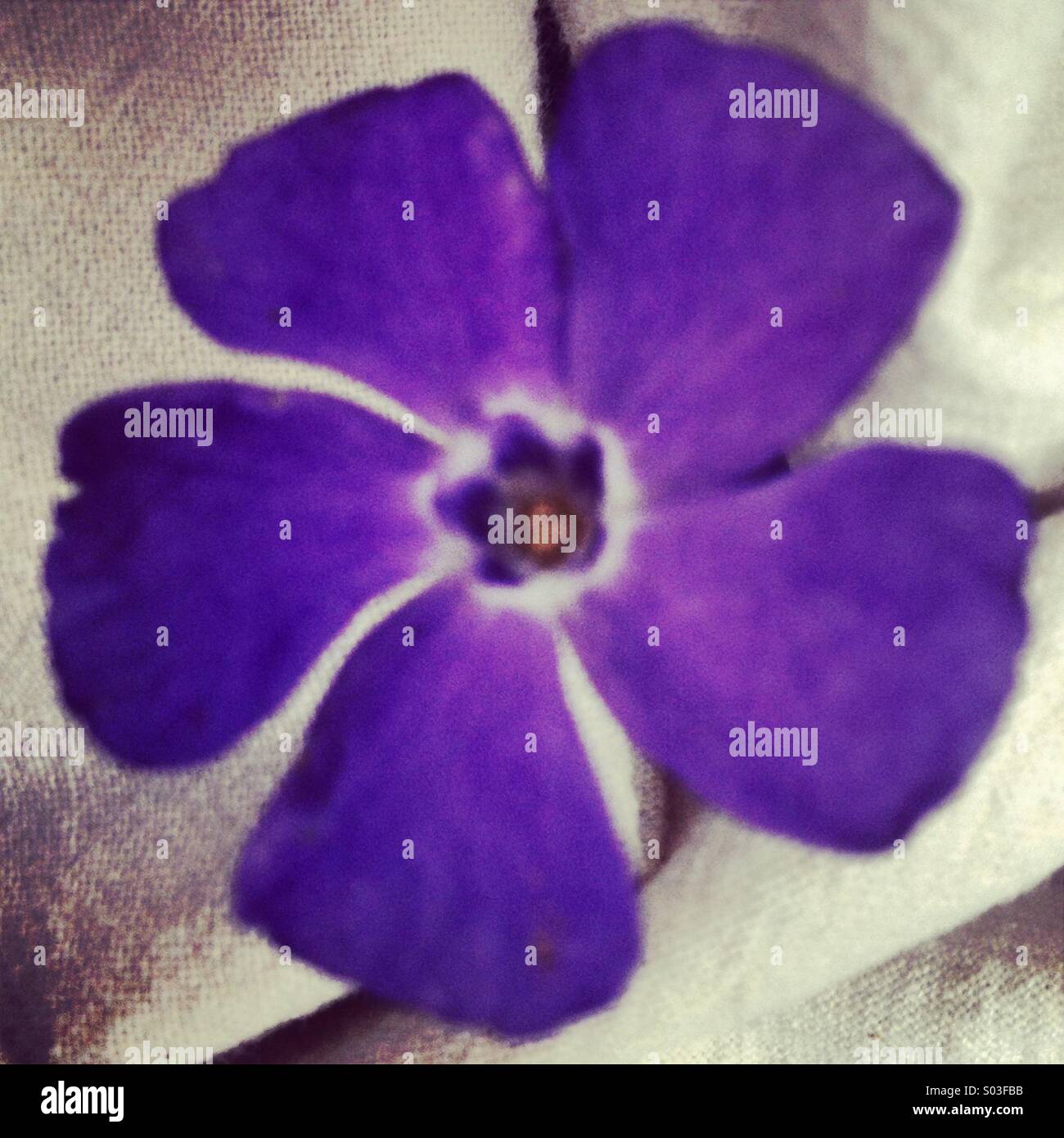Flower - Smartphone Captured Stock Image