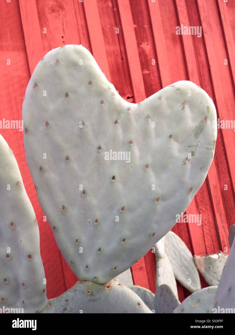 Cactus heart barn Stock Photo - Alamy