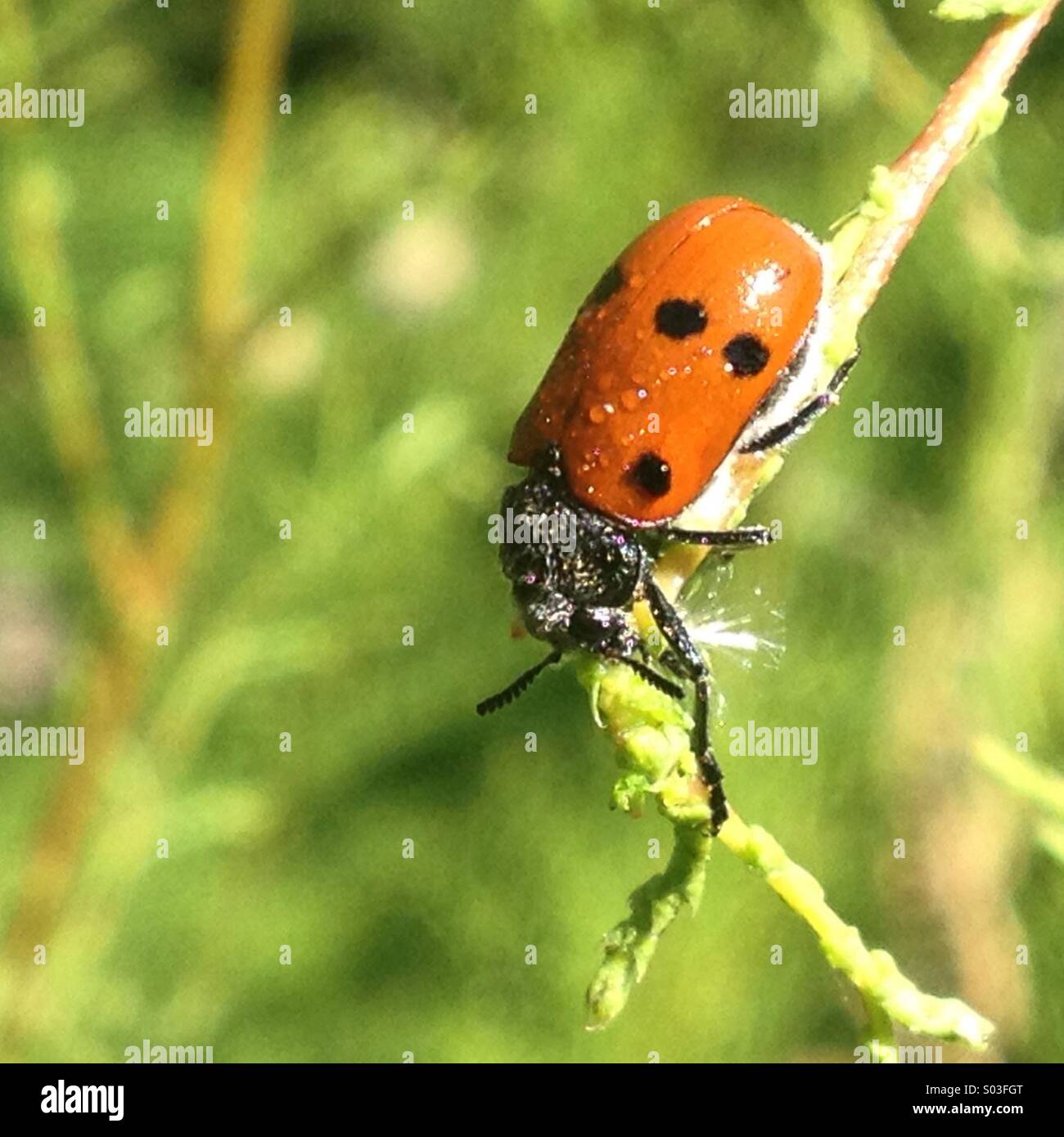 A ladybug covered with pollen and dew perchs in a branch in Cadiz province, Andalusia, Spain - Smartphone Captured Stock Image