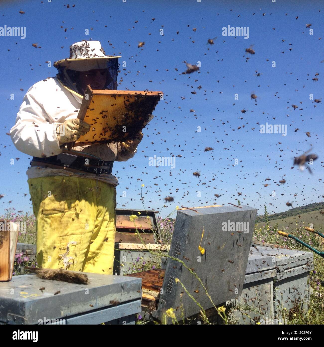 A beekeeper checks a honeycomb surrounded by thousands of bees buzzing in Cadiz province, Andalusia, Spain - Smartphone Captured Stock Image