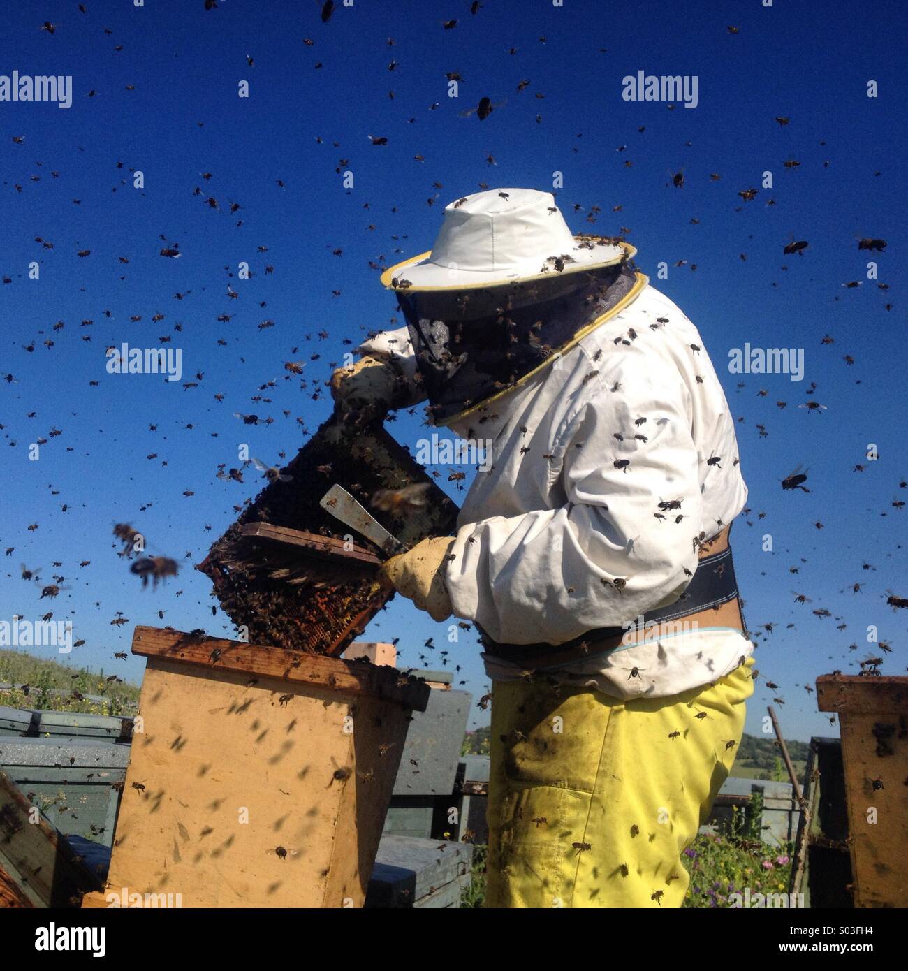 A beekeeper checks a honey comb in Cadiz province, Andalusia, Spain - Smartphone Captured Stock Image