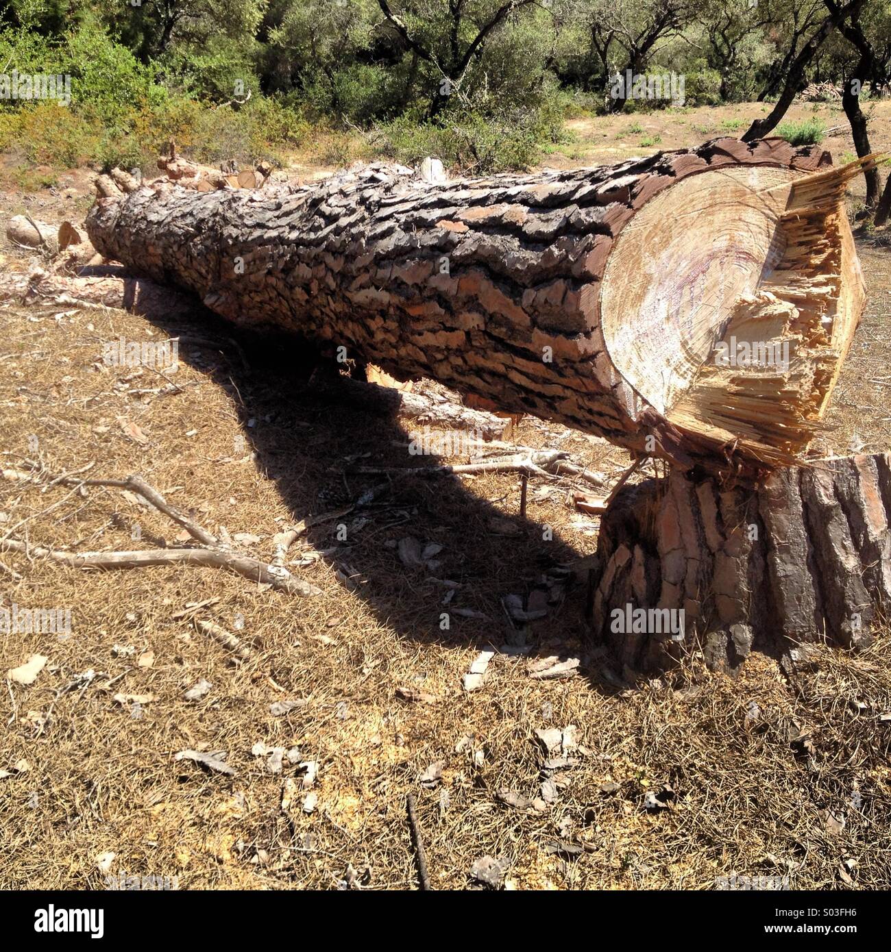 A freshly cut pine tree in Cadiz province, Andalusia, Spain - Smartphone Captured Stock Image