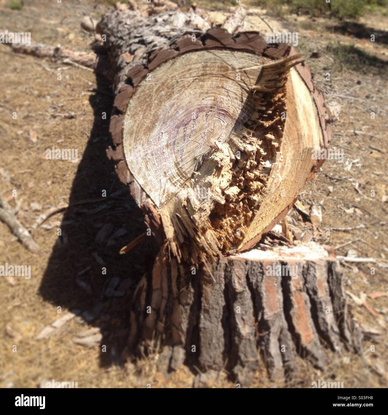 A freshly cut pine tree in Cadiz province, Andalusia, Spain - Smartphone Captured Stock Image