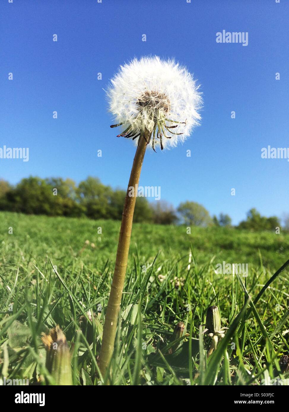 Dandelion - Smartphone Captured Stock Image