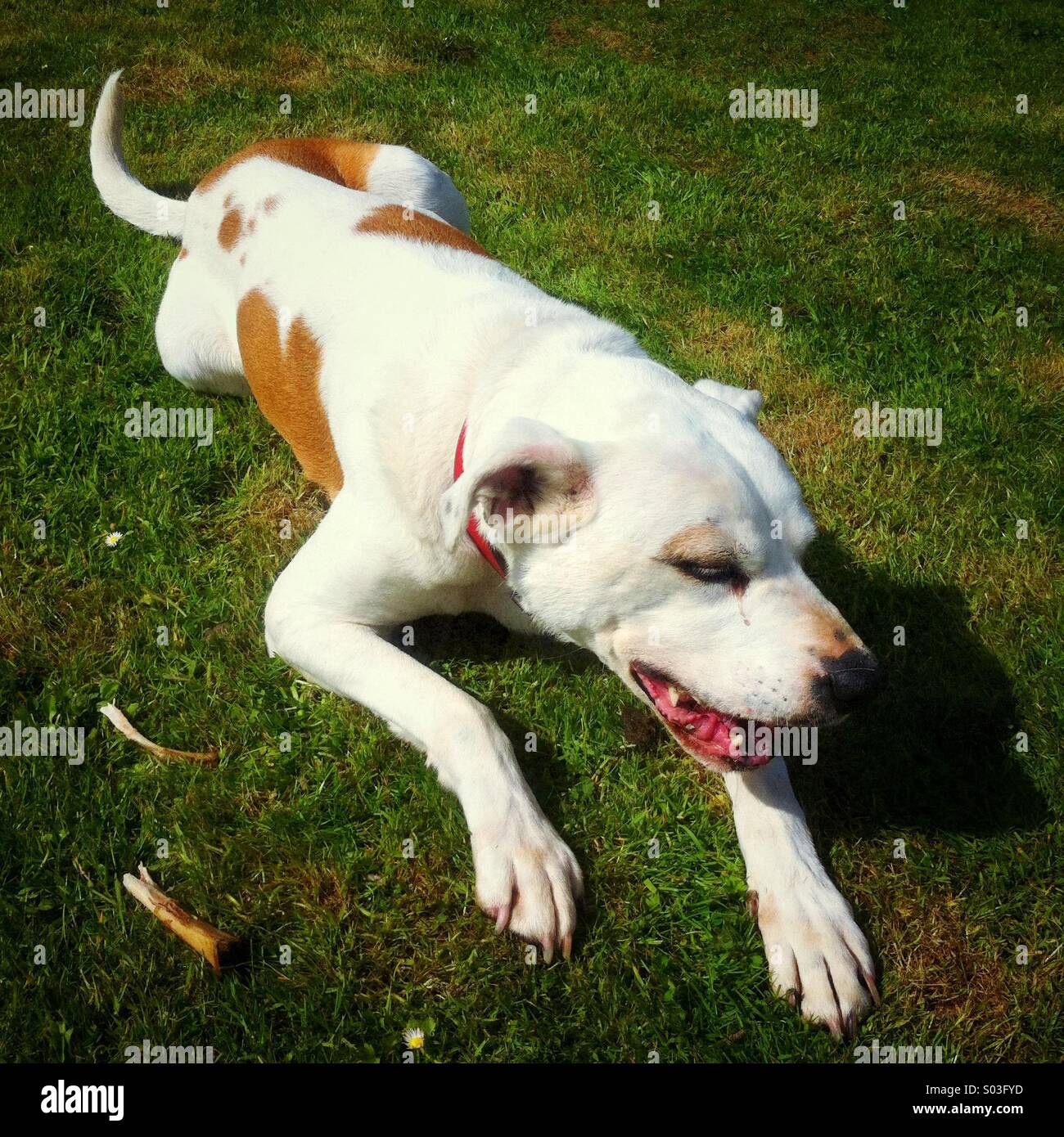 Crossbreed dog chewing a bone - Smartphone Captured Stock Image