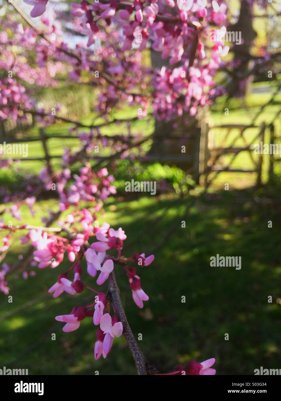 An eastern redbud tree (Cercis canadensis) in bloom during Spring in New Jersey, USA. Stock Photo