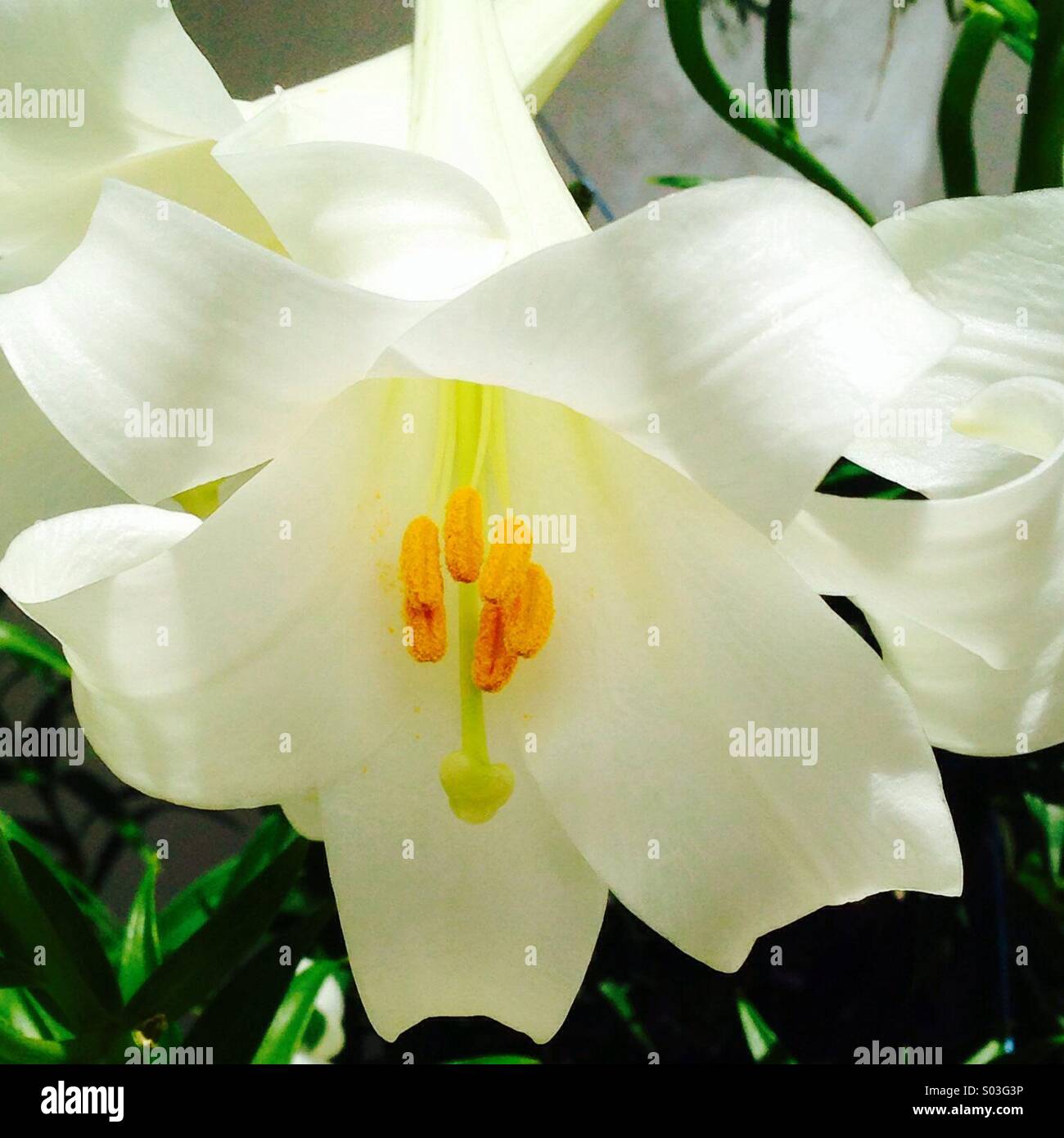 White Lillie flower with yellow stems in the sun - Smartphone Captured Stock Image