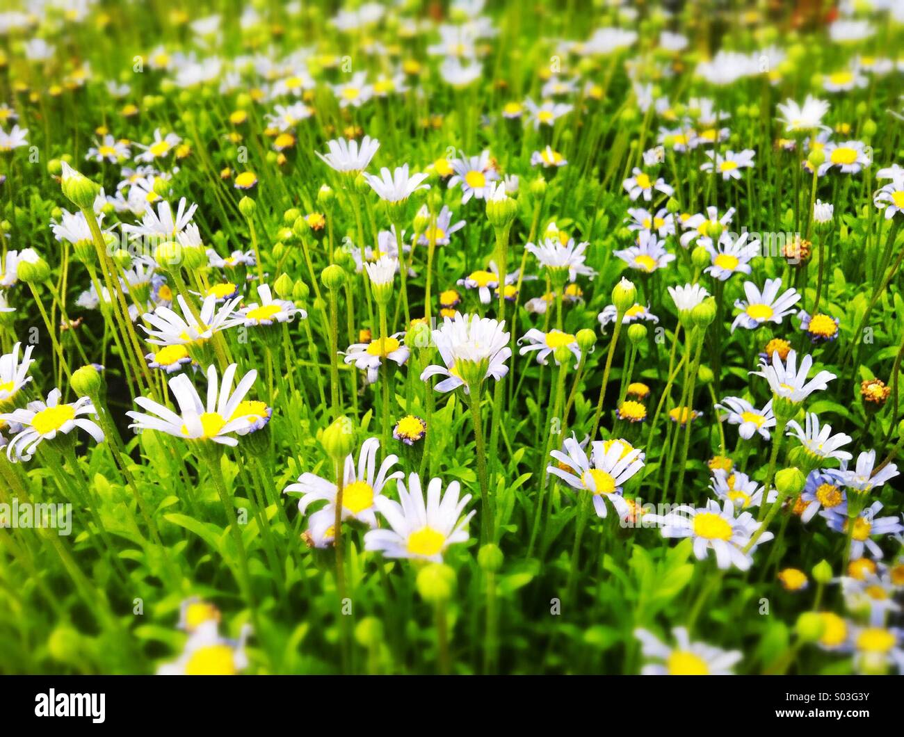Daisy field Stock Photo