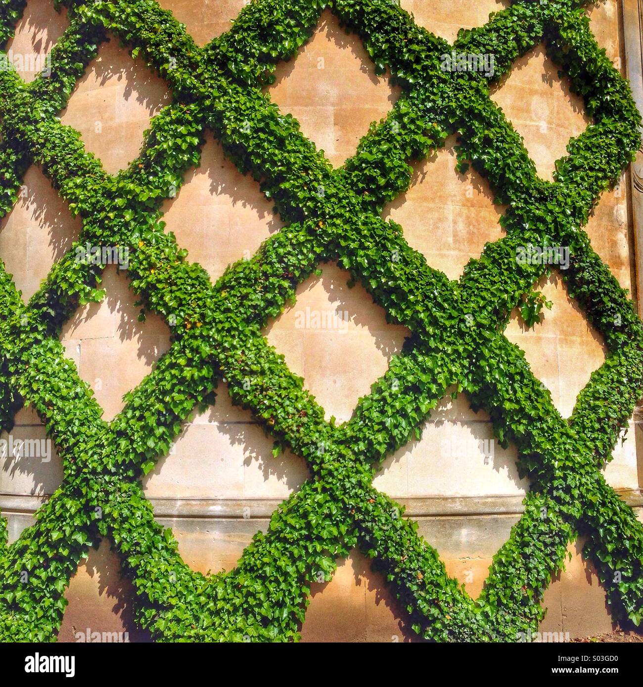 Ivy trained up the side of a wall on a diamond pattern Stock Photo Alamy