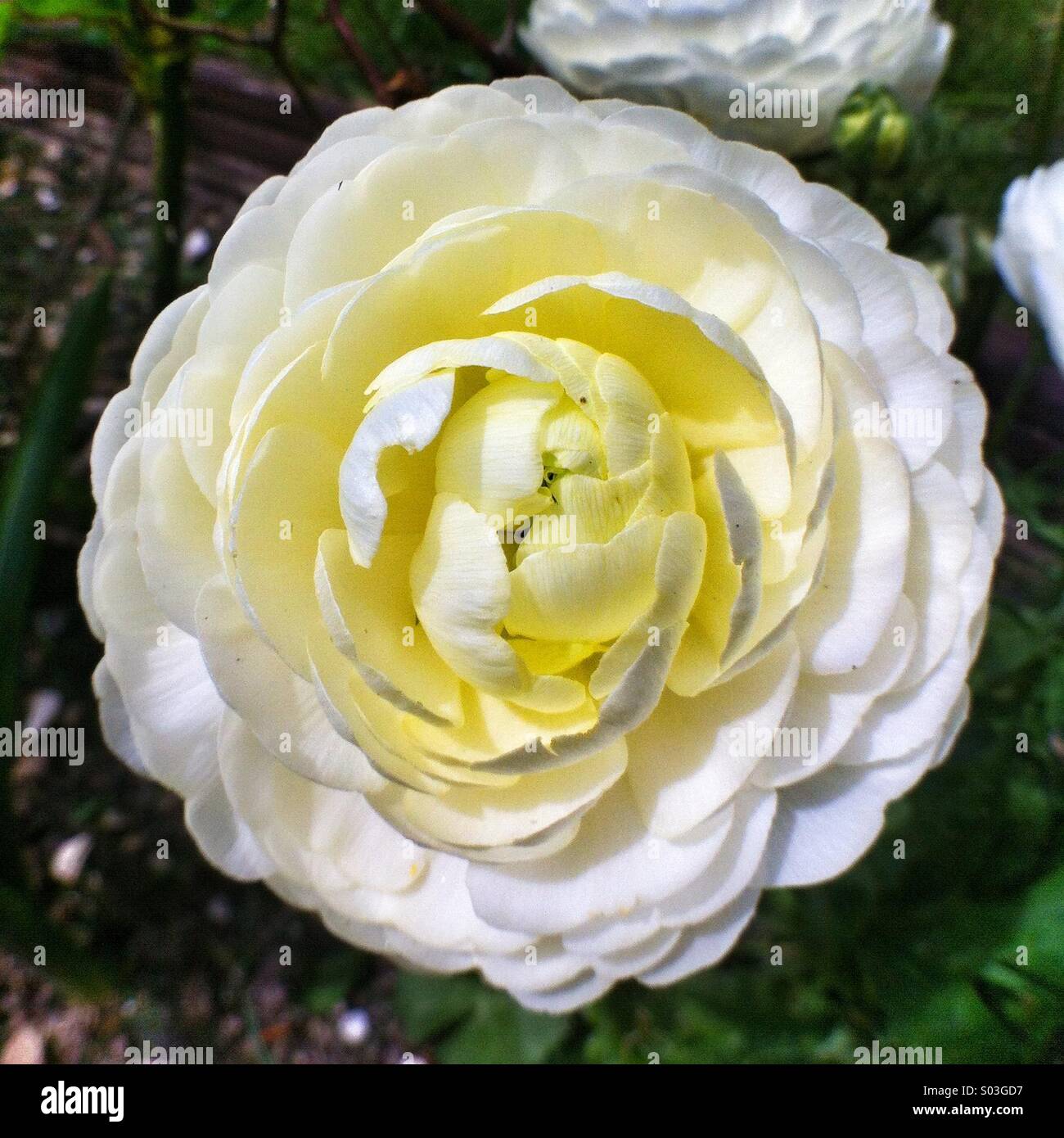 White ranunculus flower - Smartphone Captured Stock Image