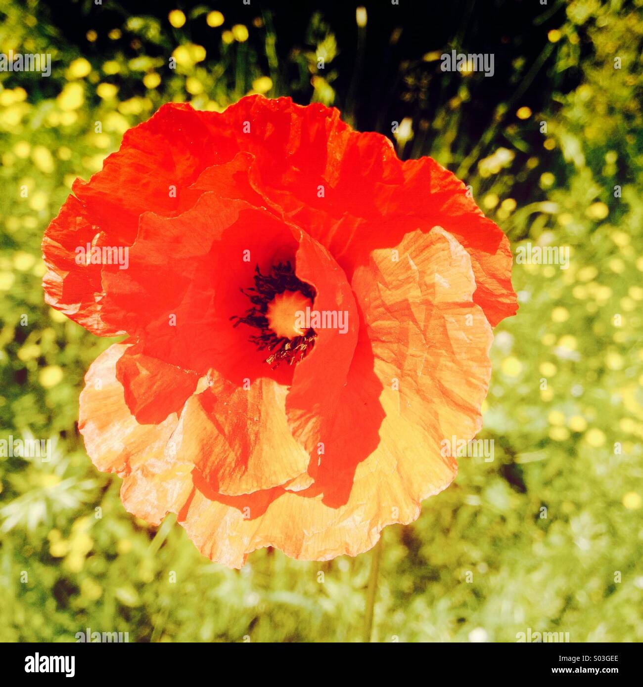 Poppy flower on the background of grass in the countryside of Umbria, Italy - Smartphone Captured Stock Image