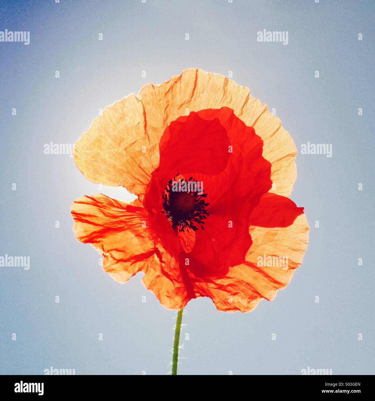 Poppy flower on the background of sky Stock Photo - Alamy