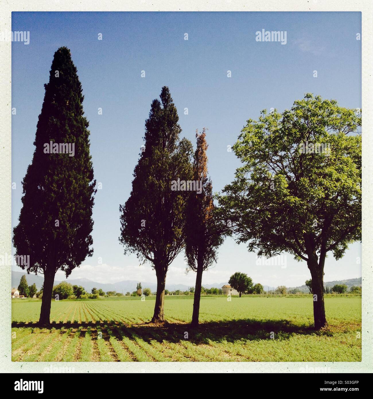 The four trees hi-res stock photography and images - Alamy