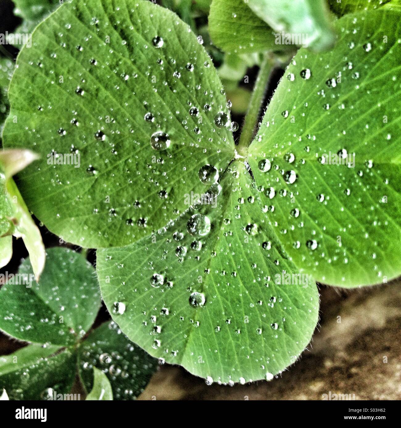 Raindrops on clover Stock Photo