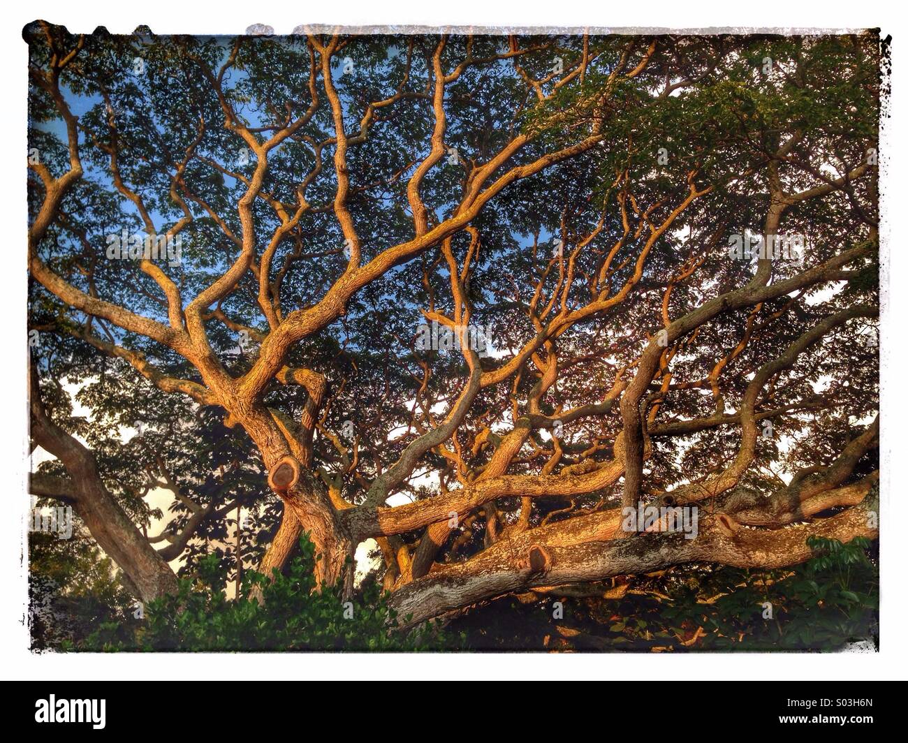 Monkeypod tree in evening light in Hawaii Stock Photo Alamy
