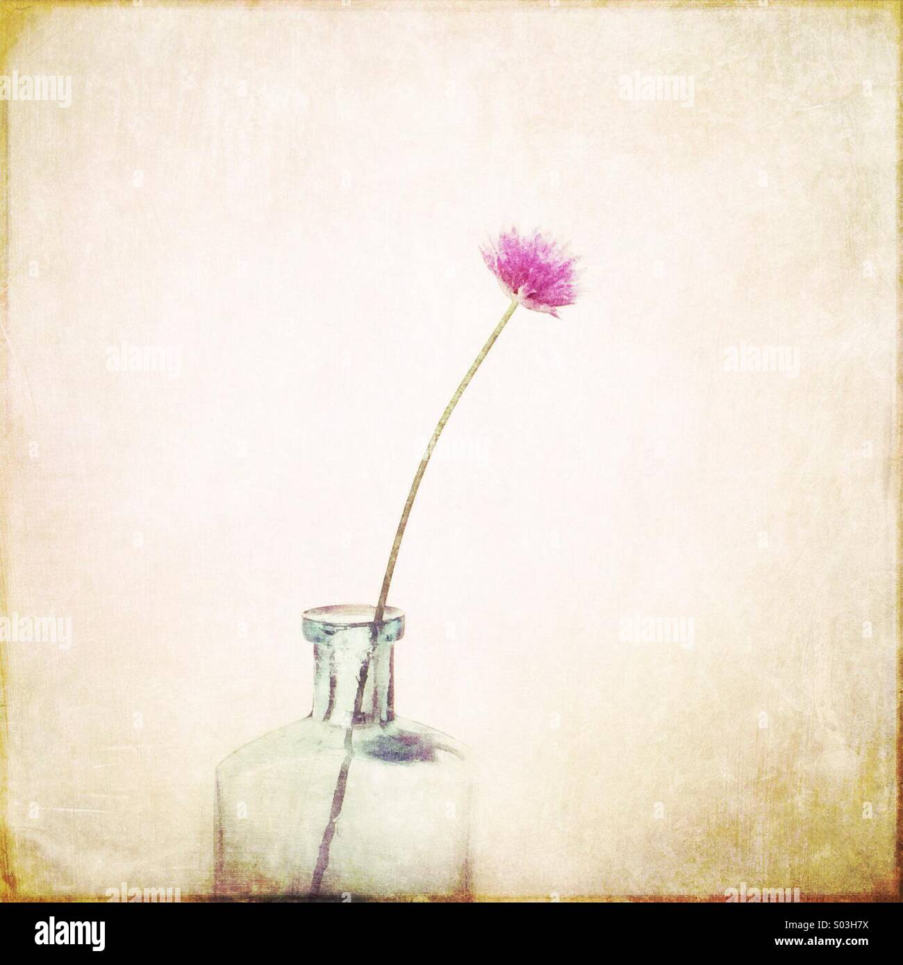 Allium flower in bottle Stock Photo