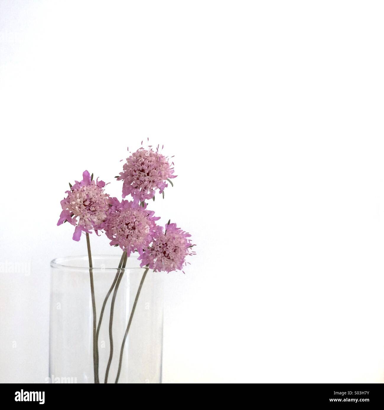 Capture of a glass with four pincushion flowers. Stock Photo