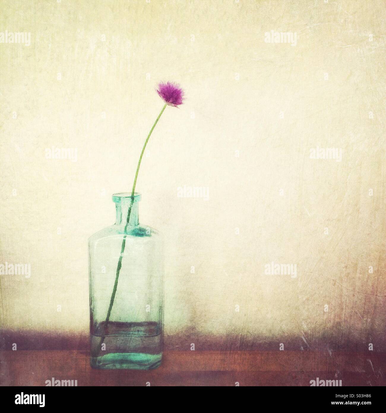 Allium flower in bottle Stock Photo