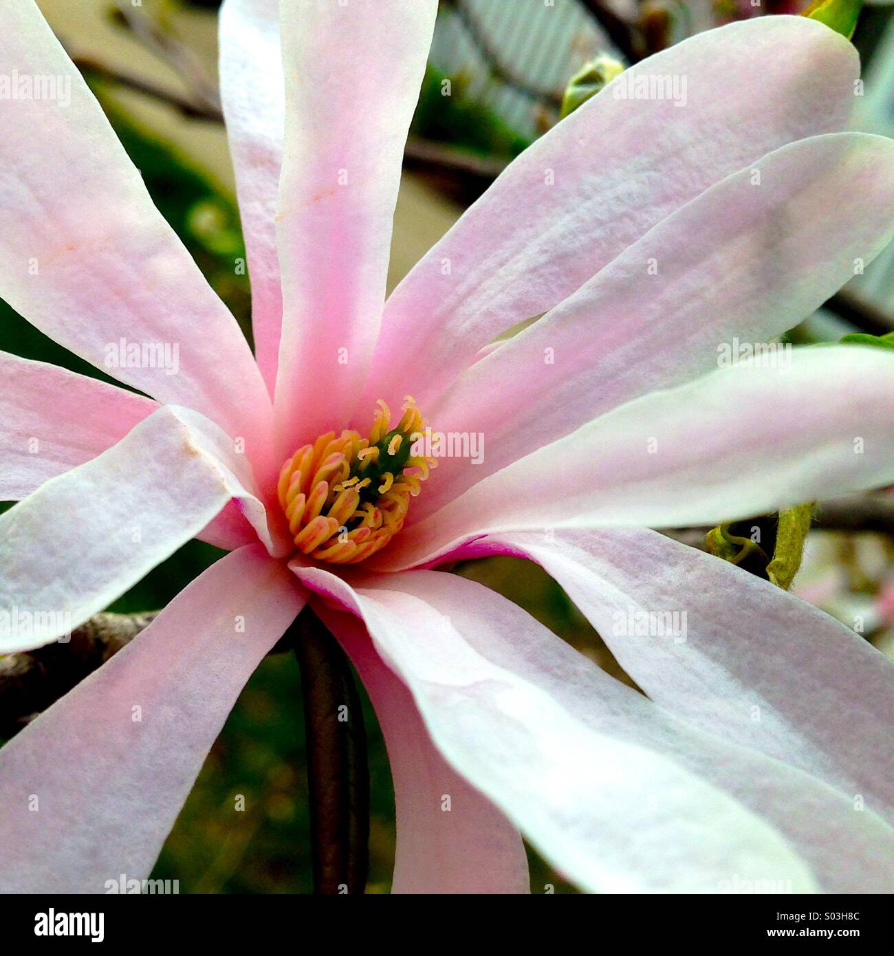 Blooming magnolia - Smartphone Captured Stock Image