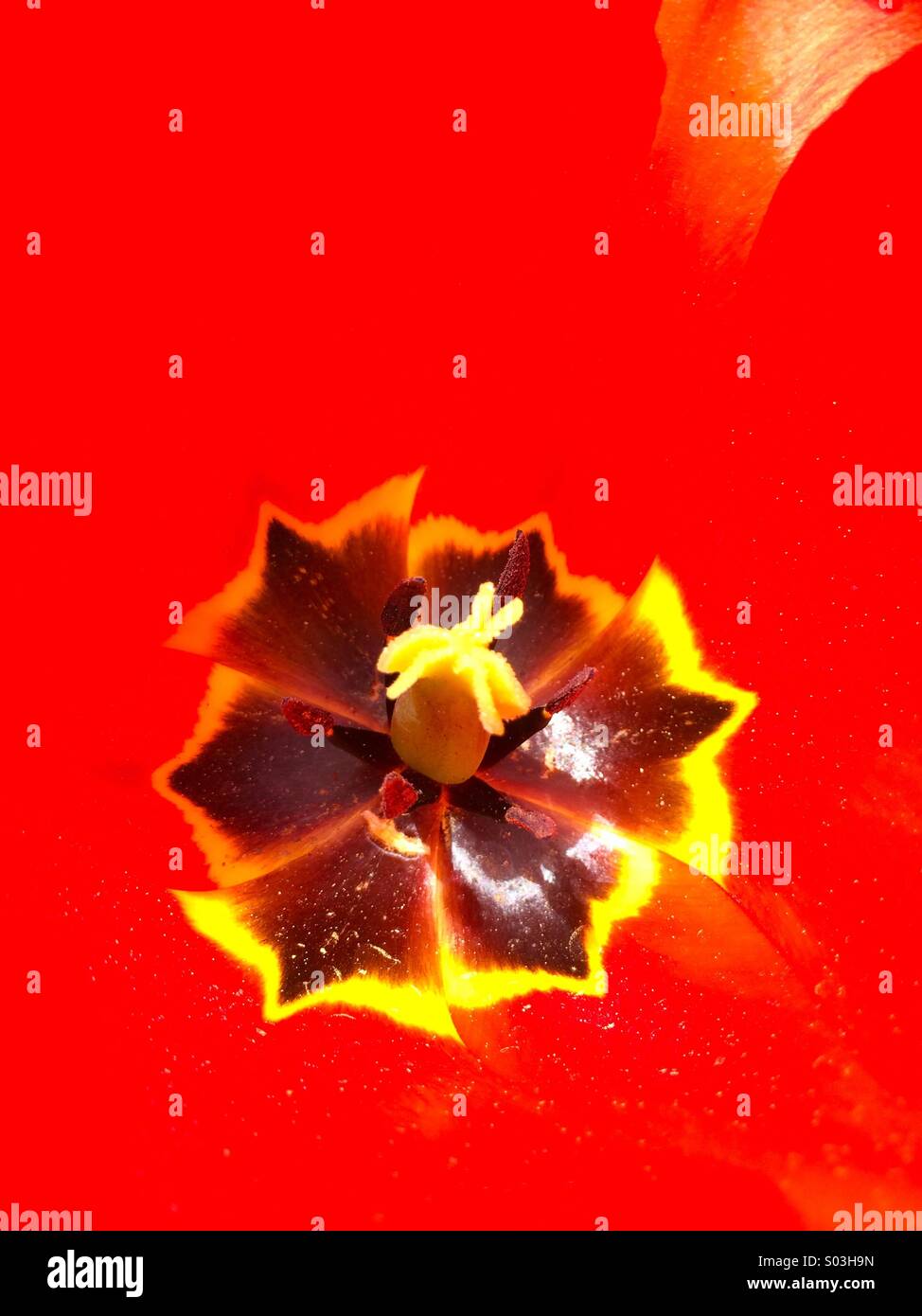 Macro of a red tulip flower stamen. - Smartphone Captured Stock Image