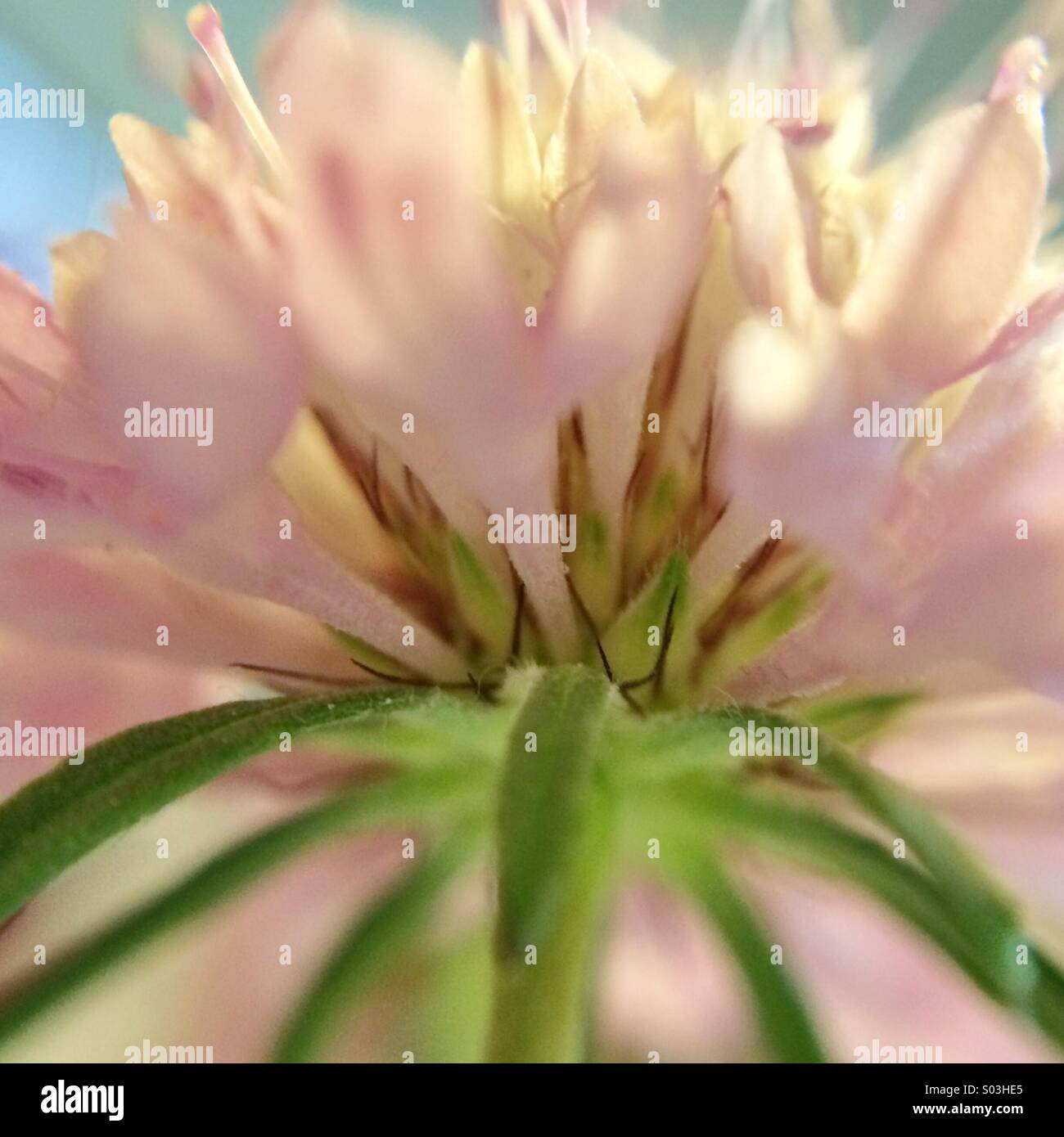 Macro of the bottom of a pincushion flower Stock Photo