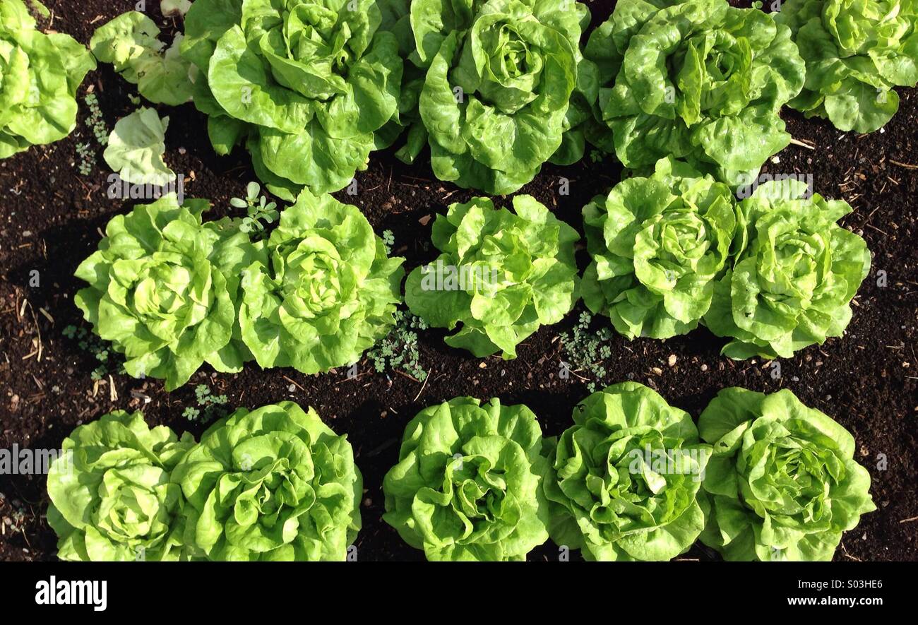 Boston Bibb lettuce in organic garden Stock Photo Alamy