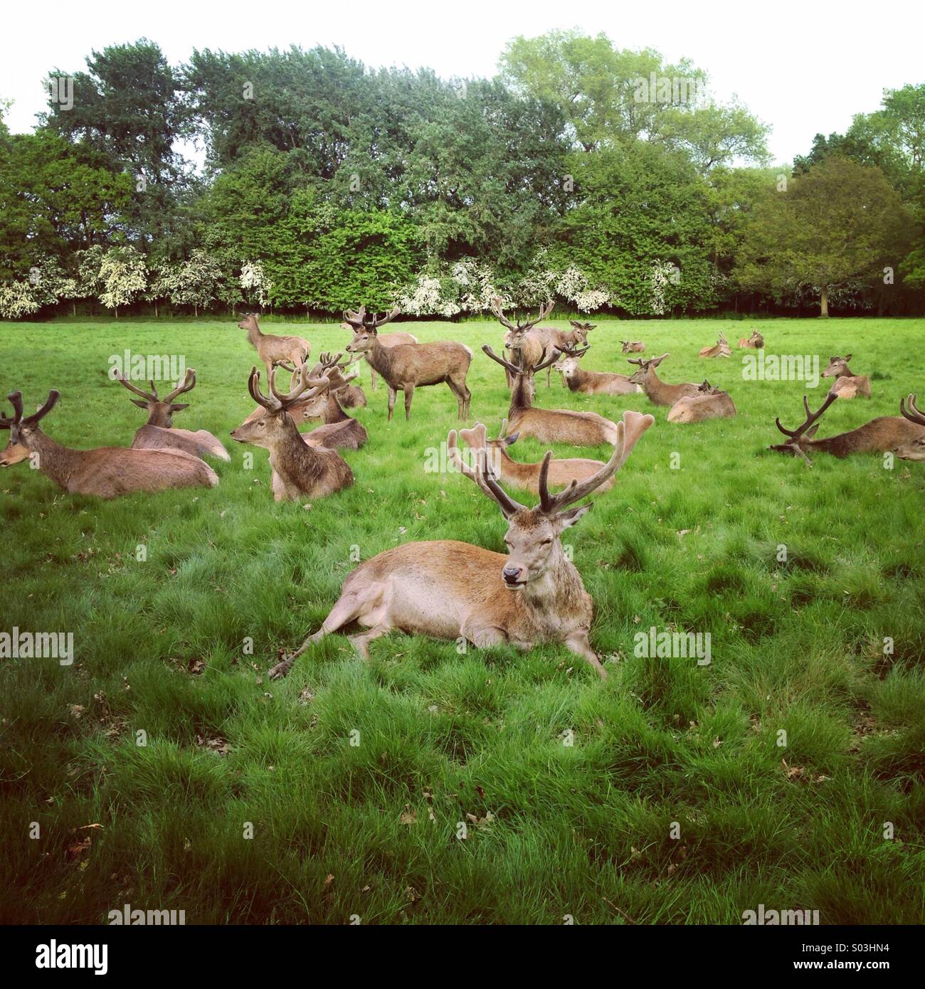 Red Deer in Richmond Park Stock Photo - Alamy