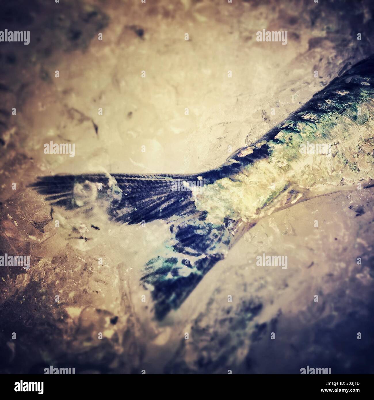 Fish tail on ice for sale in a Barcelona market - Smartphone Captured Stock Image