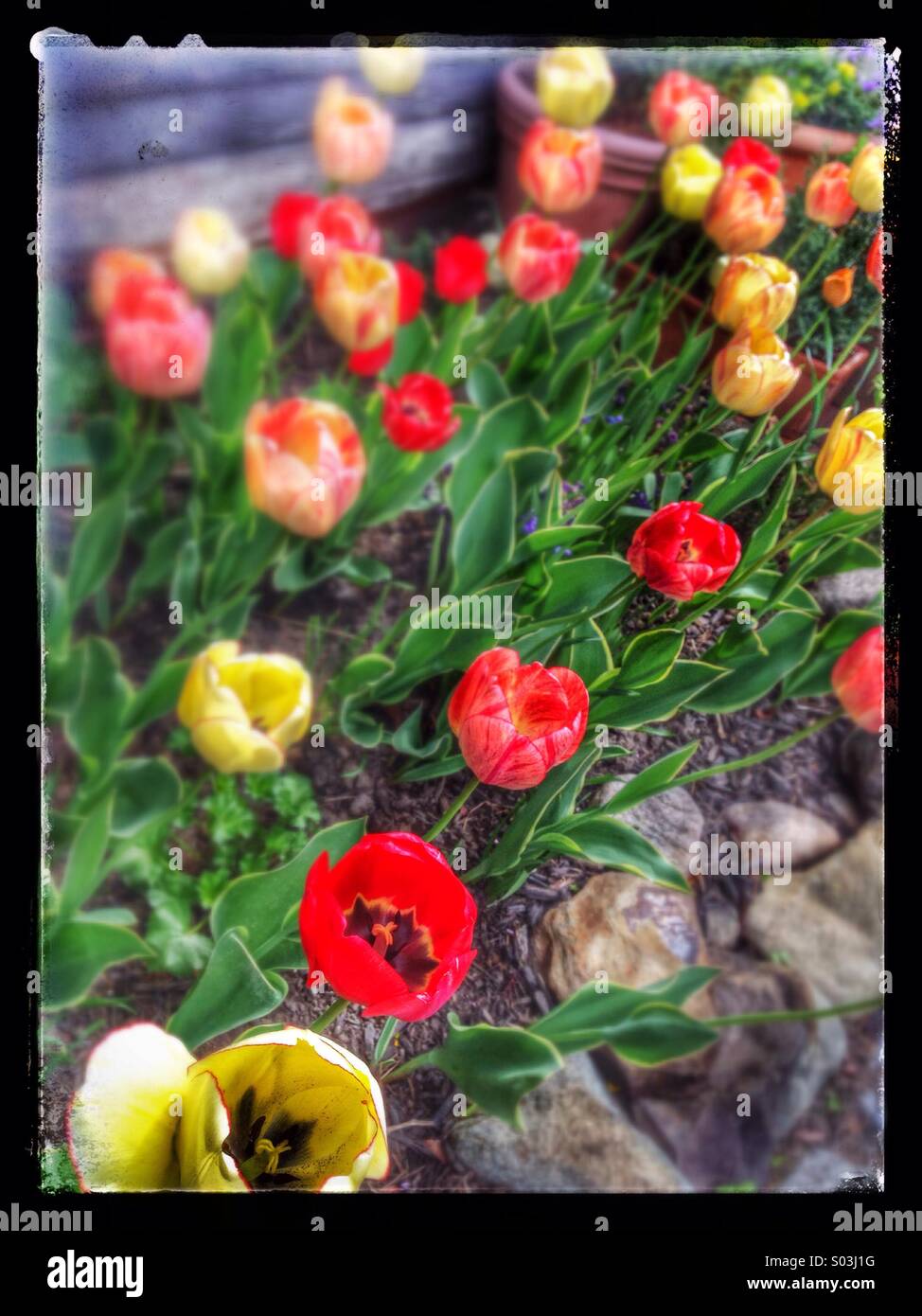 Tilt/shift view camera look of tulips. Stock Photo