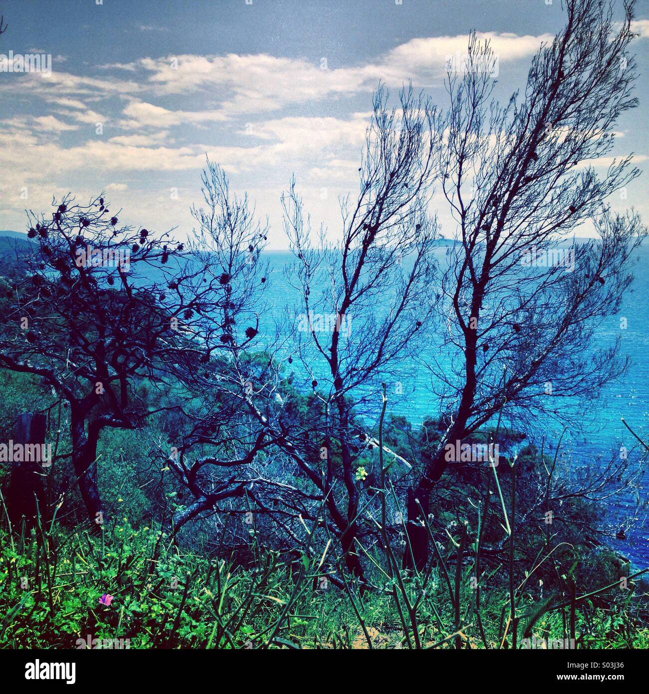 Dead beauty - Smartphone Captured Stock Image