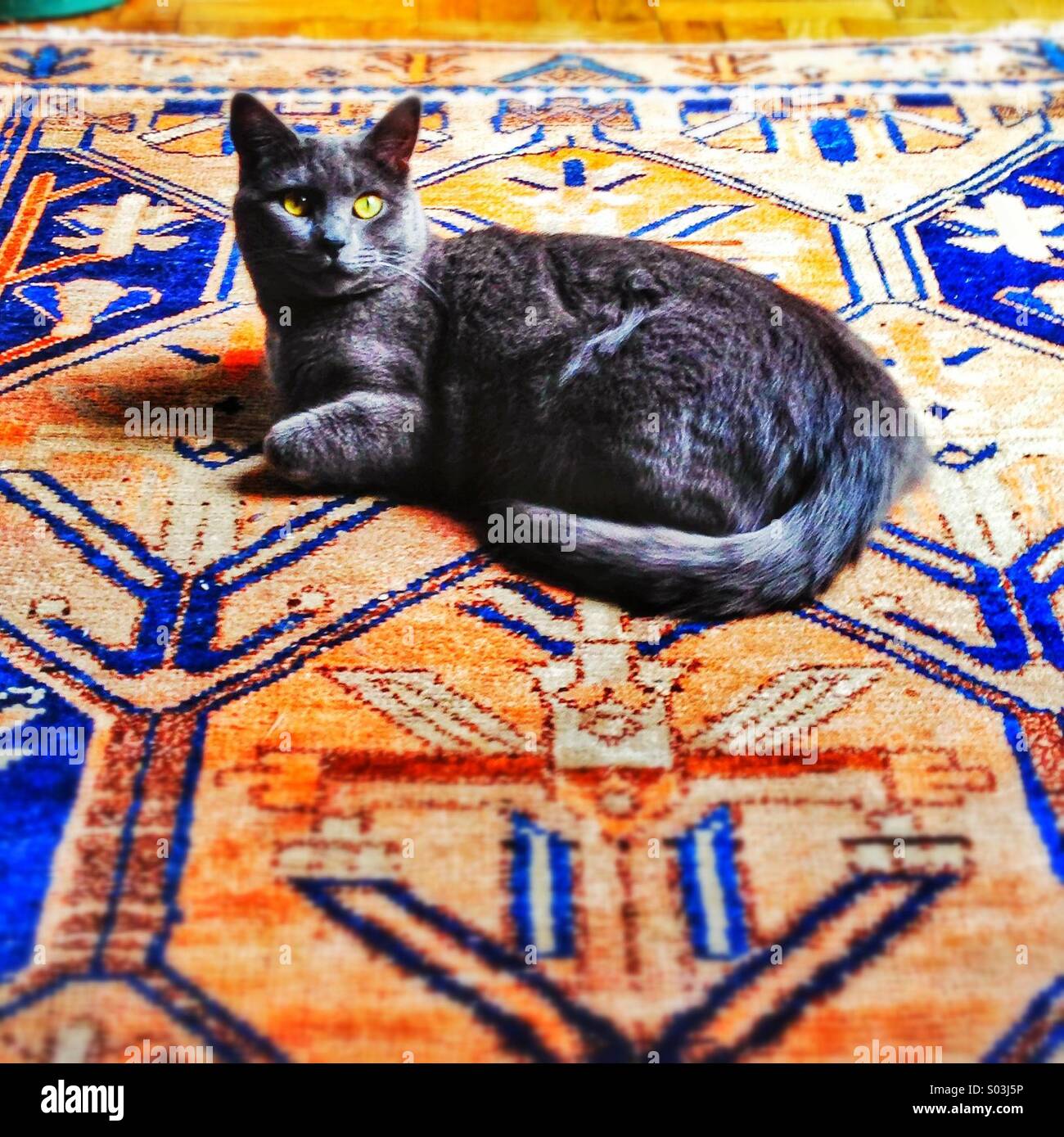 Picture perfect cat on wool rug. Stock Photo