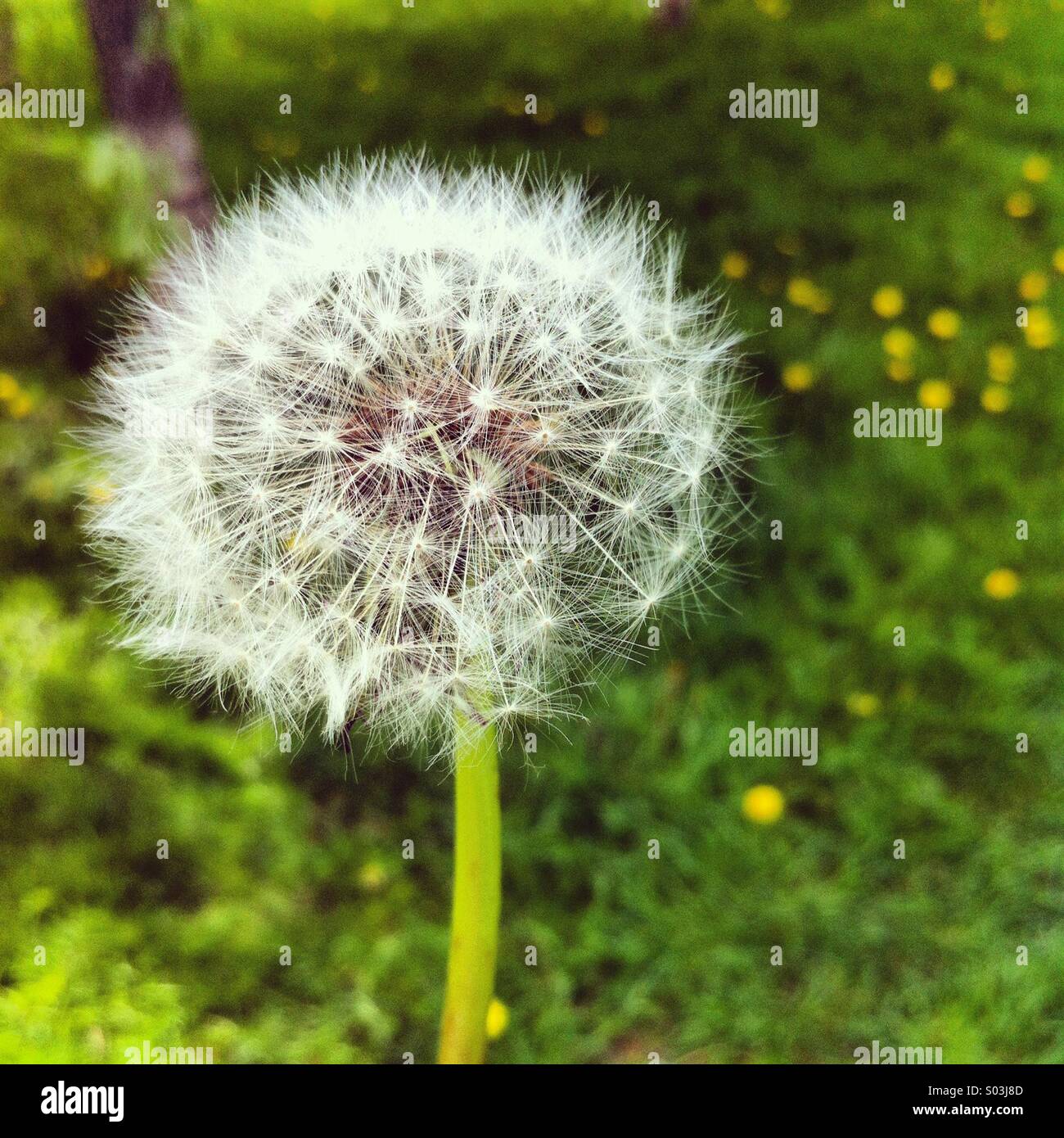 Dandelion Clock - Smartphone Captured Stock Image
