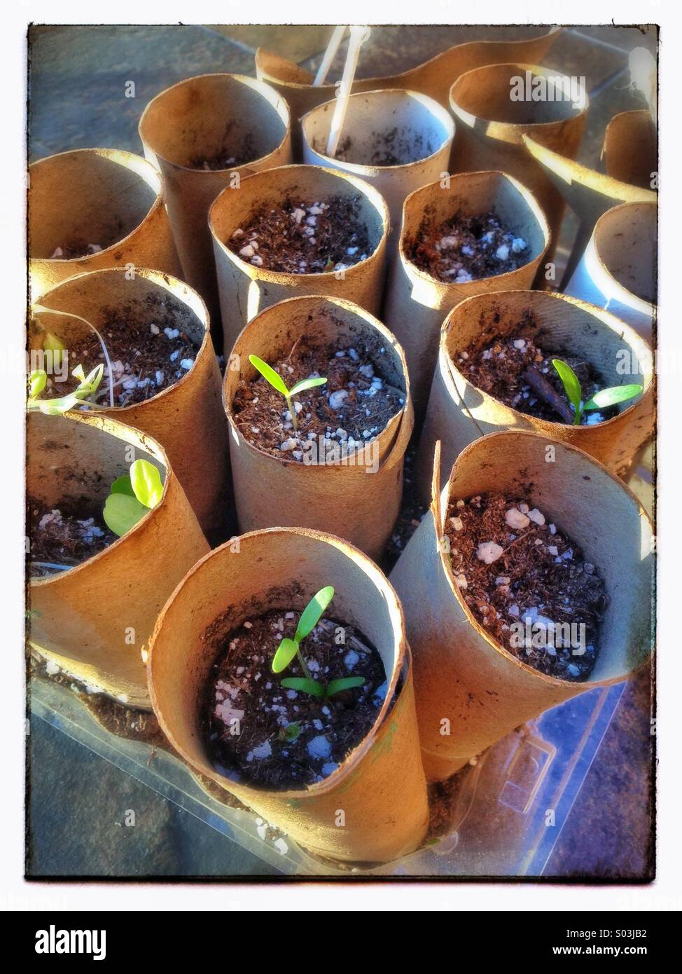 Sprouting plants from seeds in toilet paper tubes Stock Photo Alamy