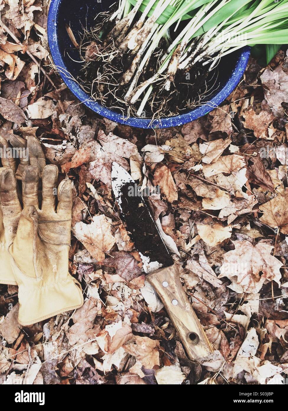 Ramp harvesting in the woods. - Smartphone Captured Stock Image