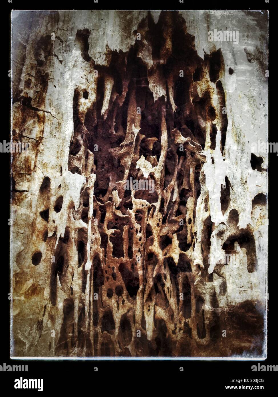 Close-up of diseased section of treetrunk - Smartphone Captured Stock Image