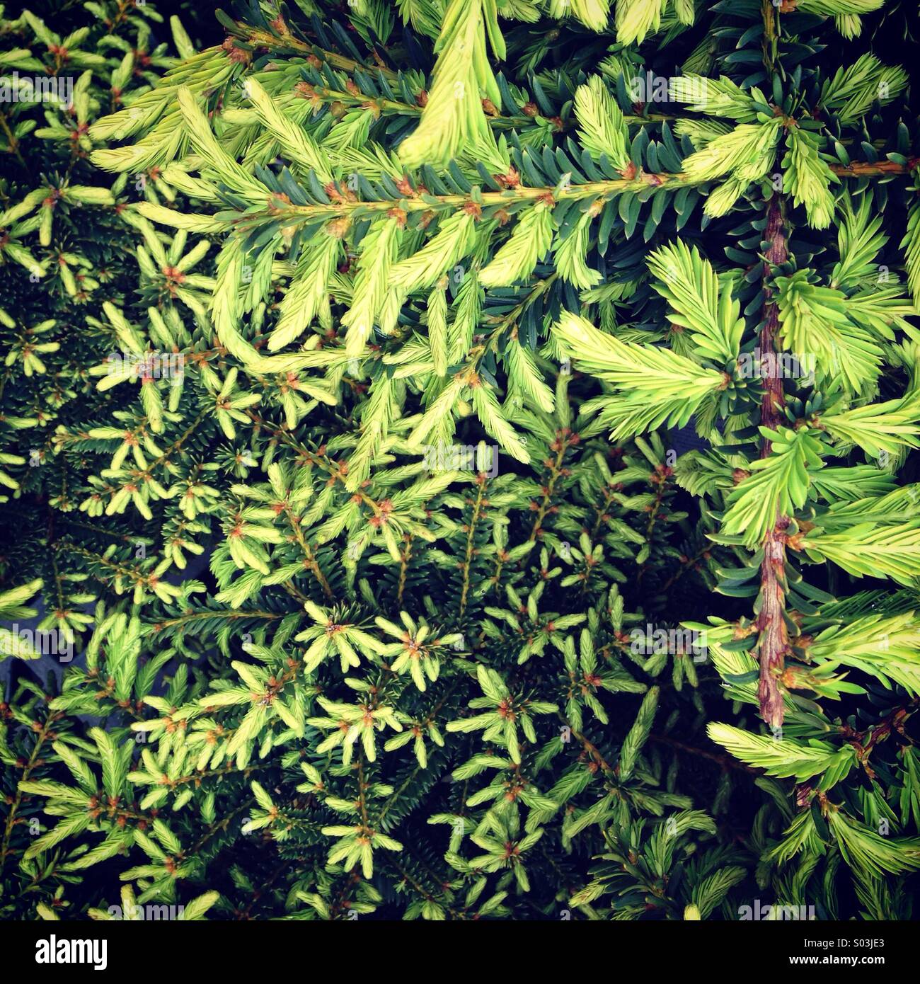 Evergreen boughs hi-res stock photography and images - Alamy