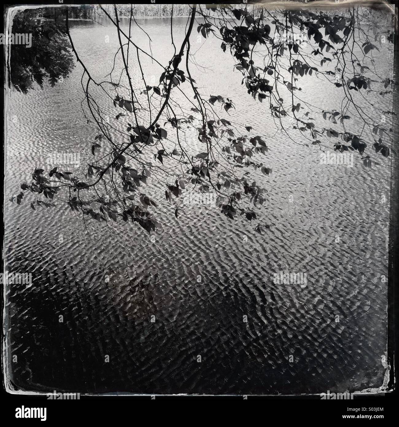 Tree branches over the waters of Lake Aiso blowing in the wind - Smartphone Captured Stock Image