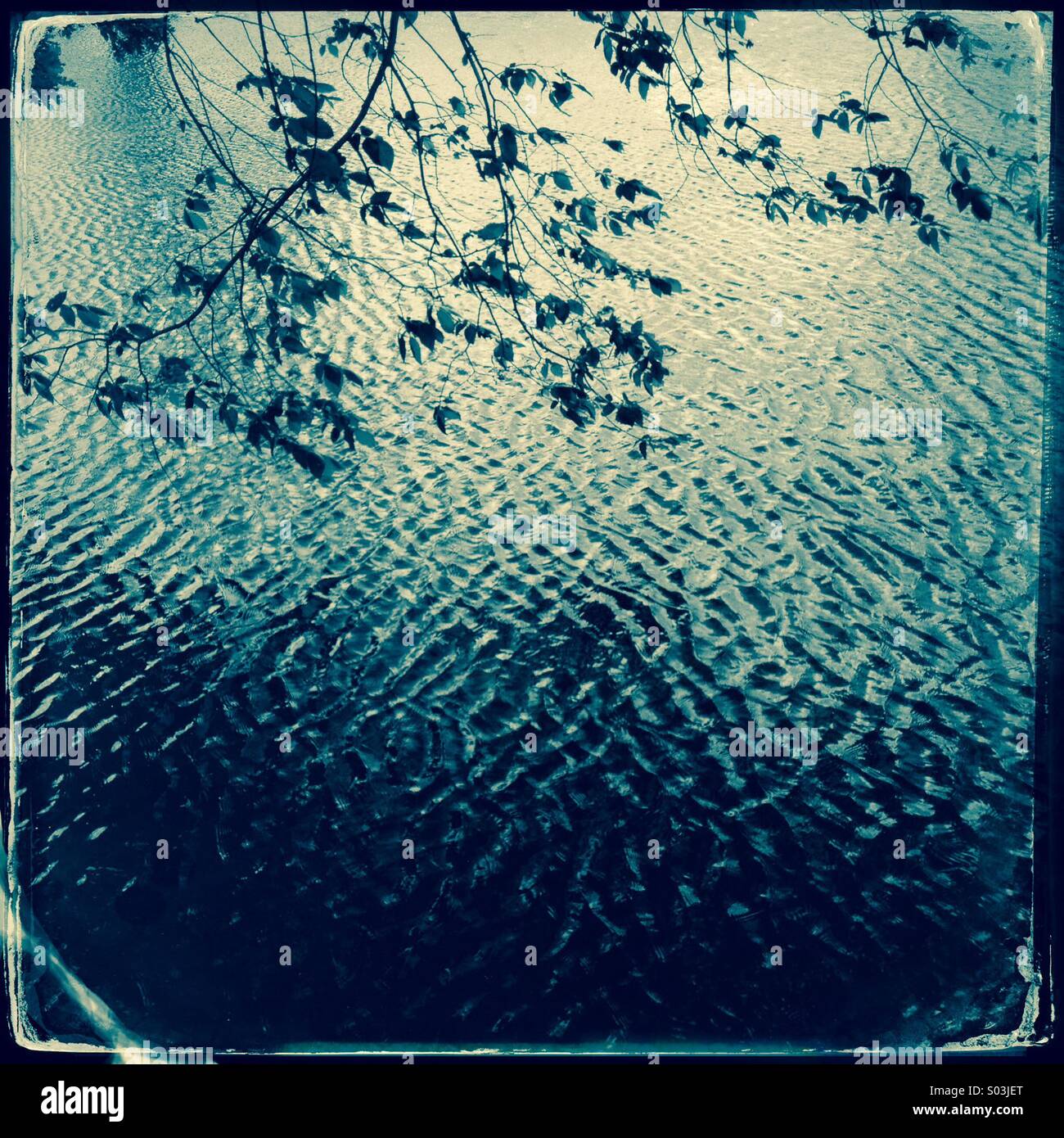 Tree branches over the waters of Lake Aiso blowing in the wind - Smartphone Captured Stock Image