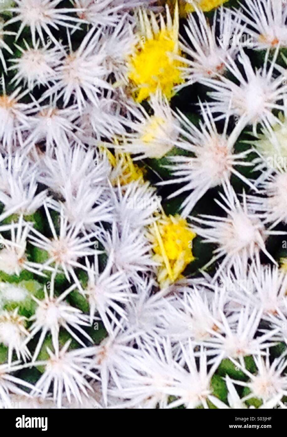 Cactus plant yellow and white in the sun Southern Spain - Smartphone Captured Stock Image