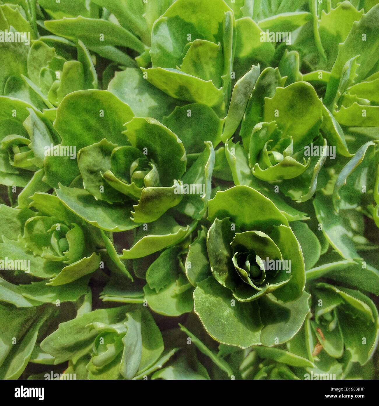Close up of green succulent plant in spring. - Smartphone Captured Stock Image