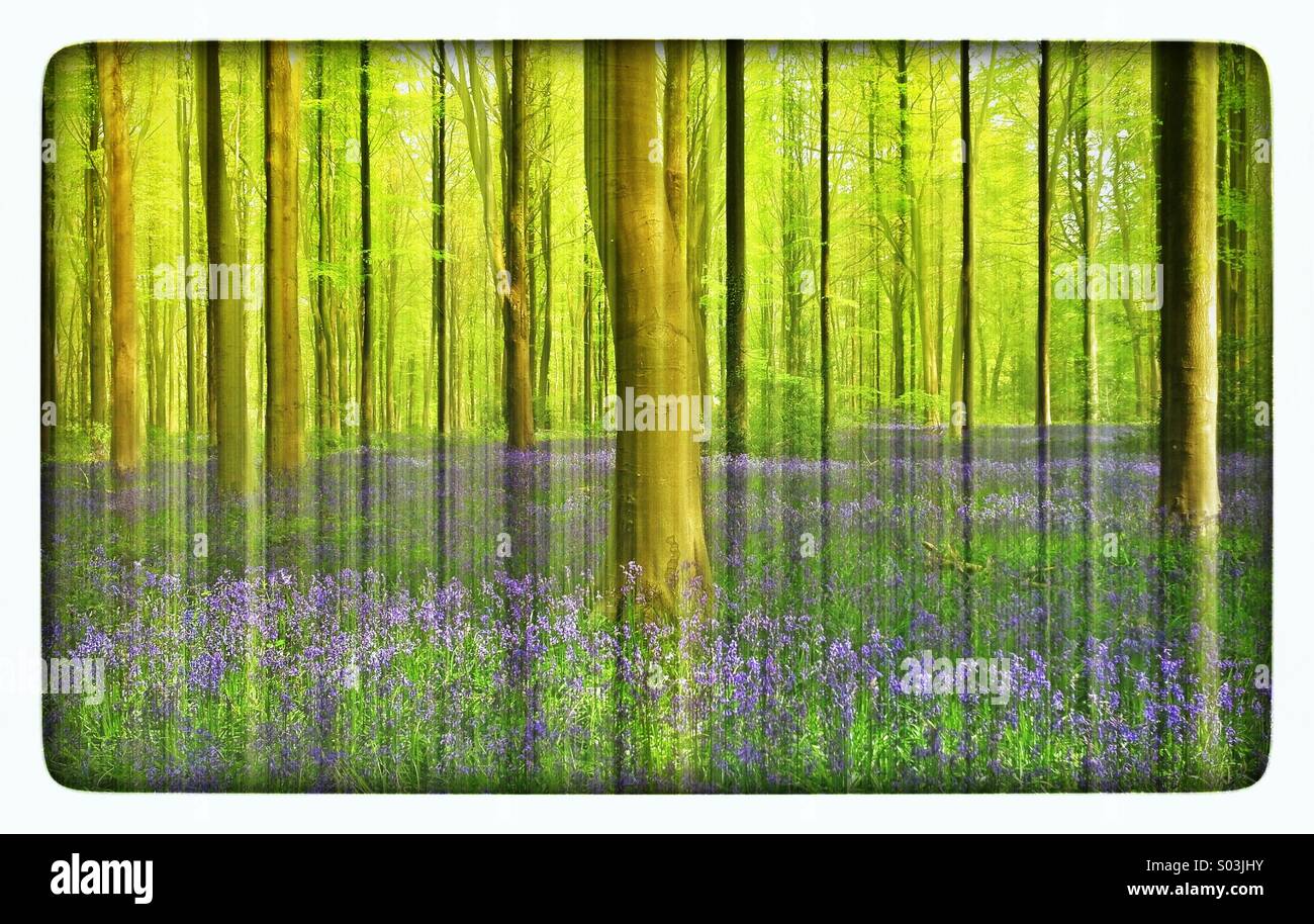 An English Bluebell Woodland Scene during Springtime. The Bluebell Flower (Hyacinthoides Non-Scripta) is England's 'Favourite Flower.' Photo Credit - © COLIN HOSKINS. - Smartphone Captured Stock Image