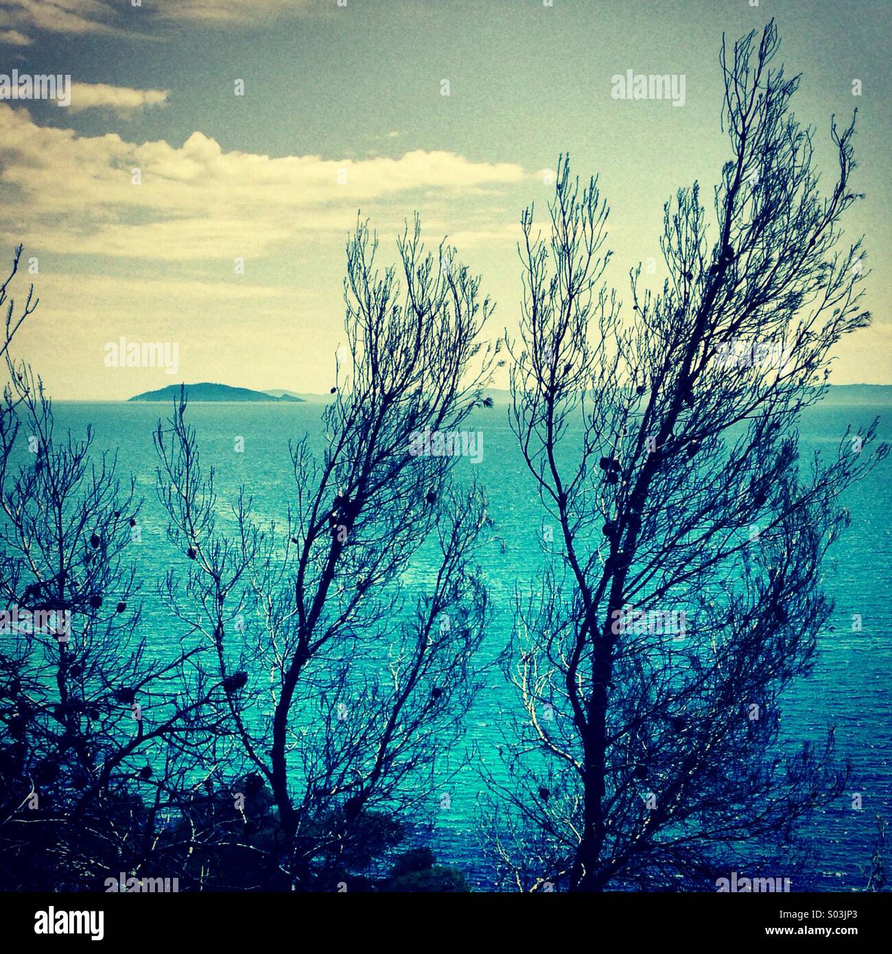 Through the dead branches - Smartphone Captured Stock Image