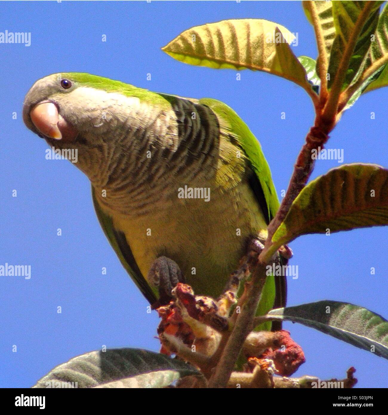 Bird on a tree Stock Photo
