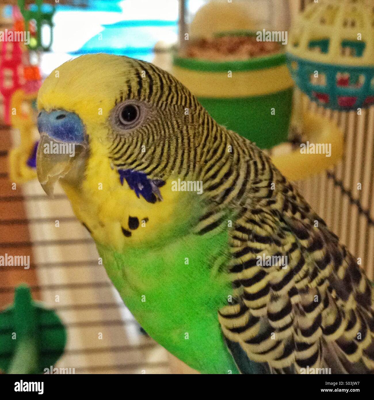 Close up of green and yellow budgie bird inside colourful cage Stock Photo Alamy